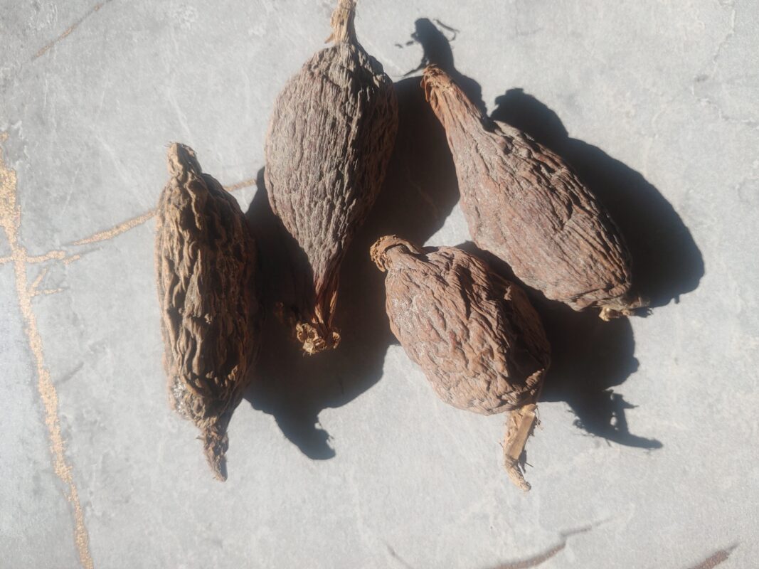 Four whole alligator pepper pods or grains of paradise