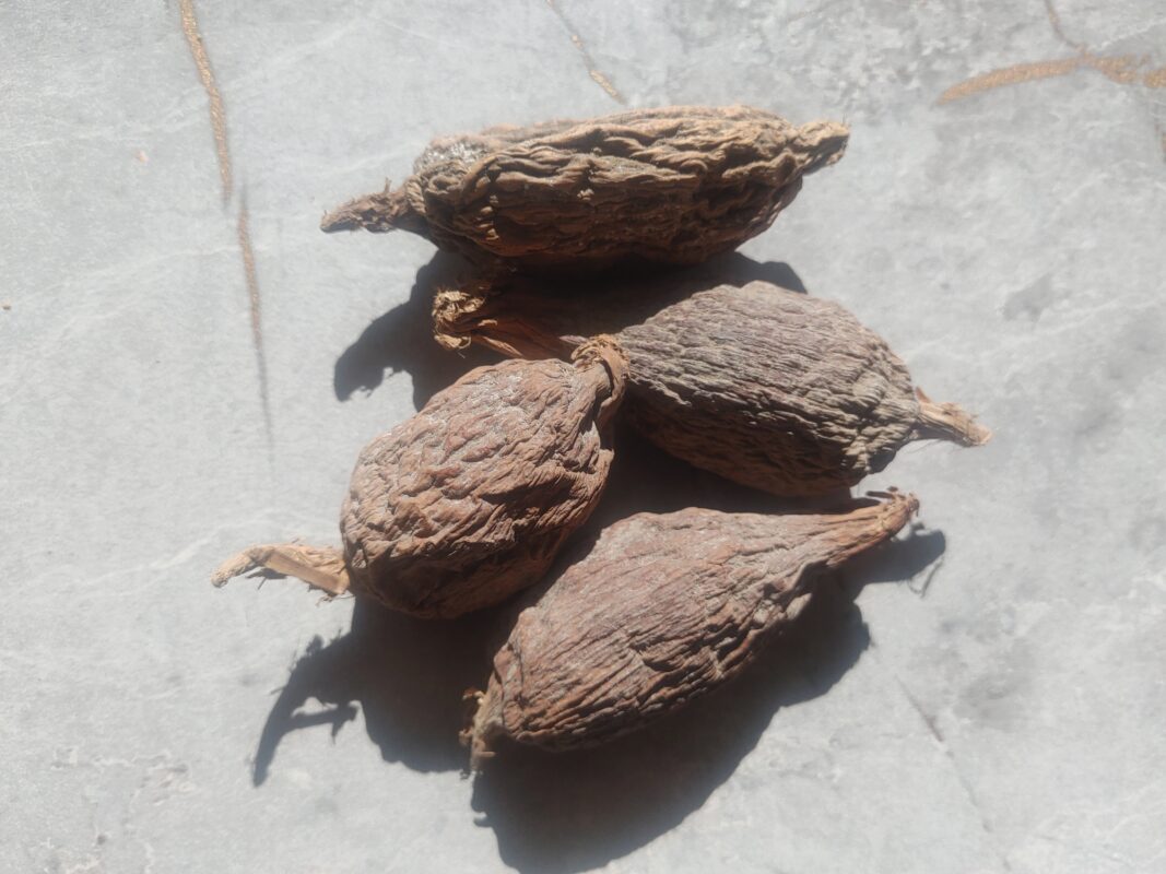 Four whole alligator pepper pods or grains of paradise