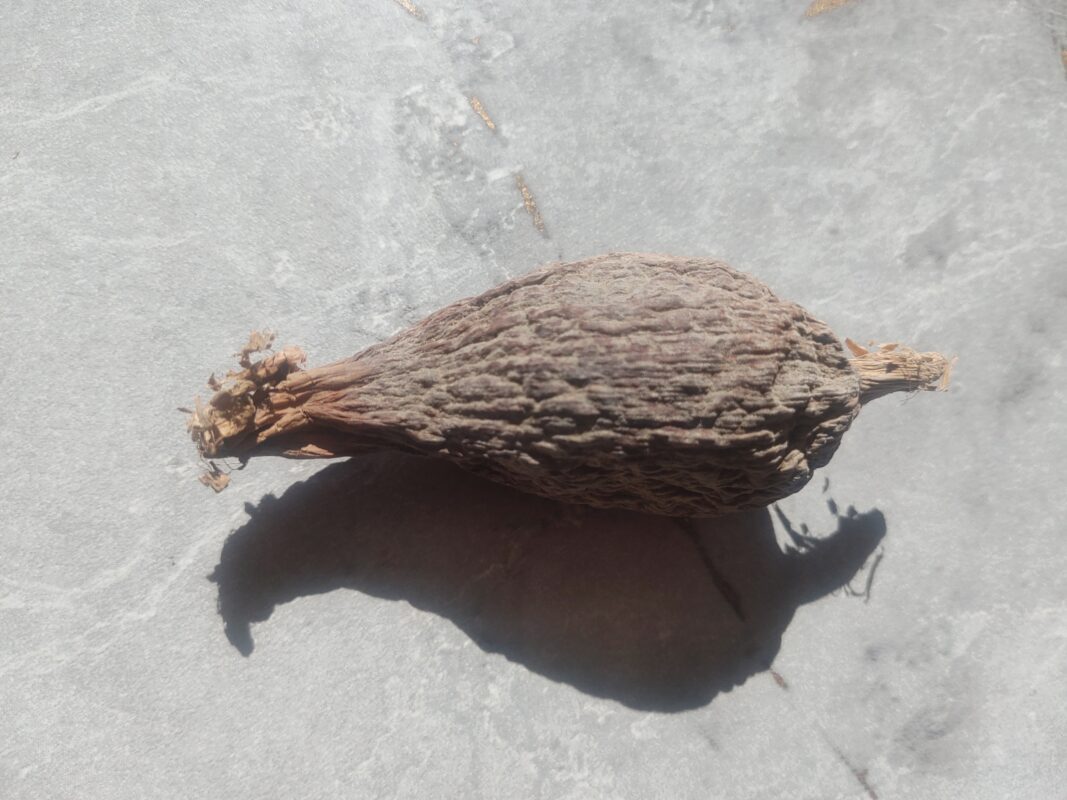 One alligator pepper pod or grains of paradise