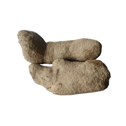 White Yam