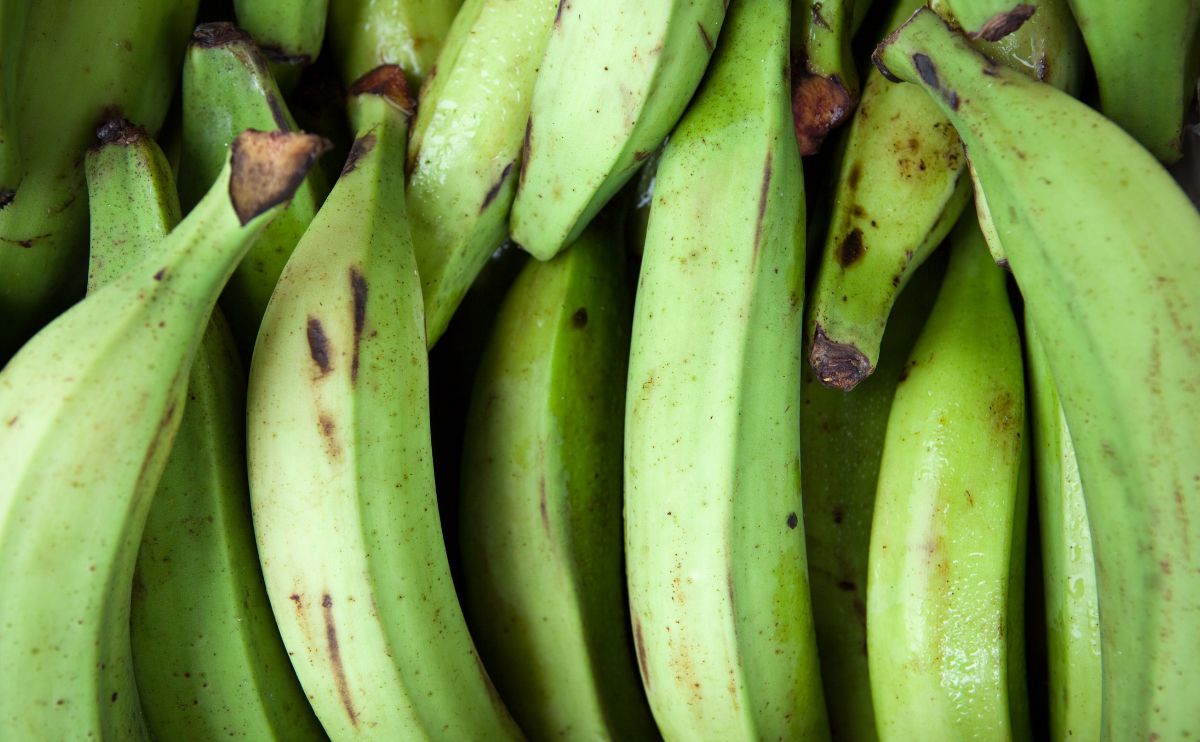 Unripe plantains blog Unripe plantains blog