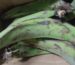 Green unripe plantain in a box