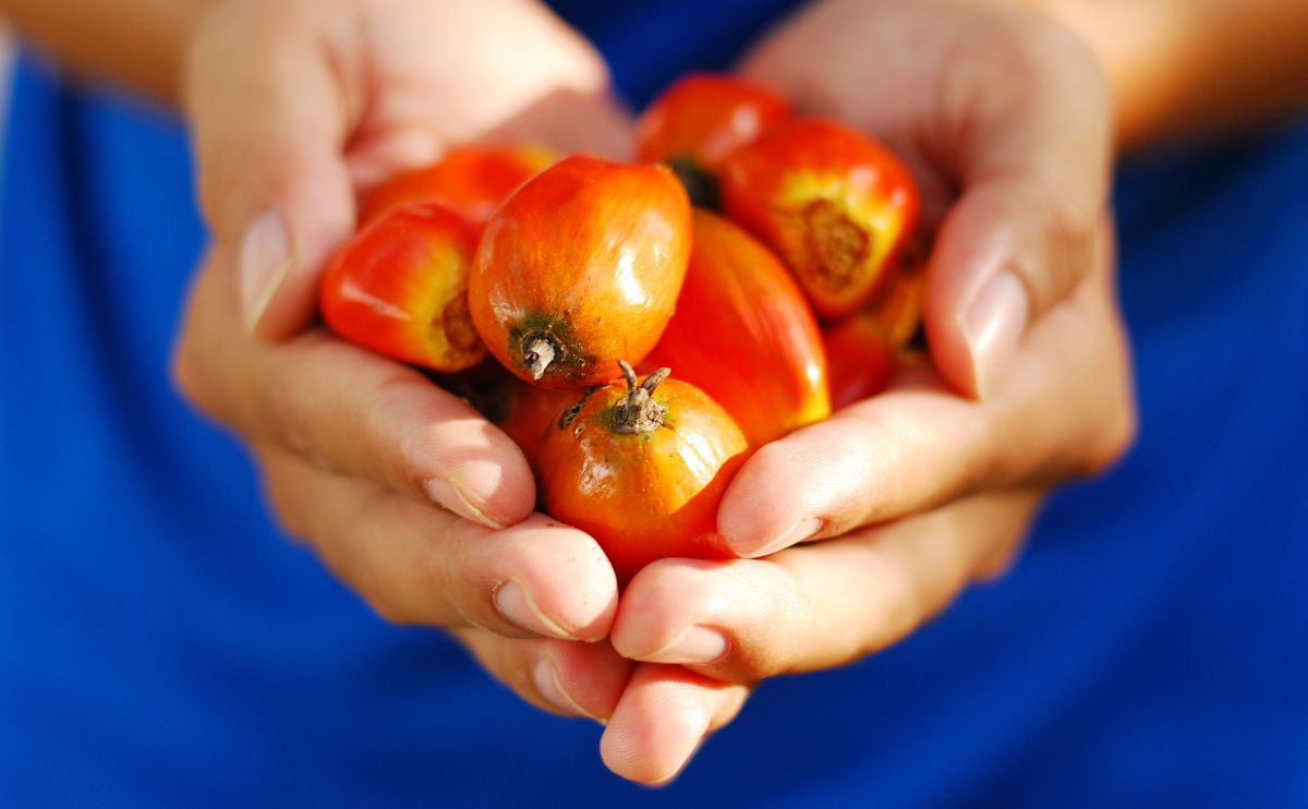 Palm Oil in South Africa - Buy Nigerian Food Online in South Africa