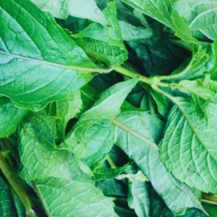 Fresh Scent Leaf (Efirin/Nchuanwu)