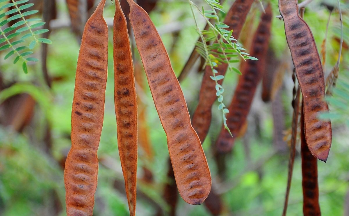 Nep Nep (Bagaruwa/ Acacia Pods)