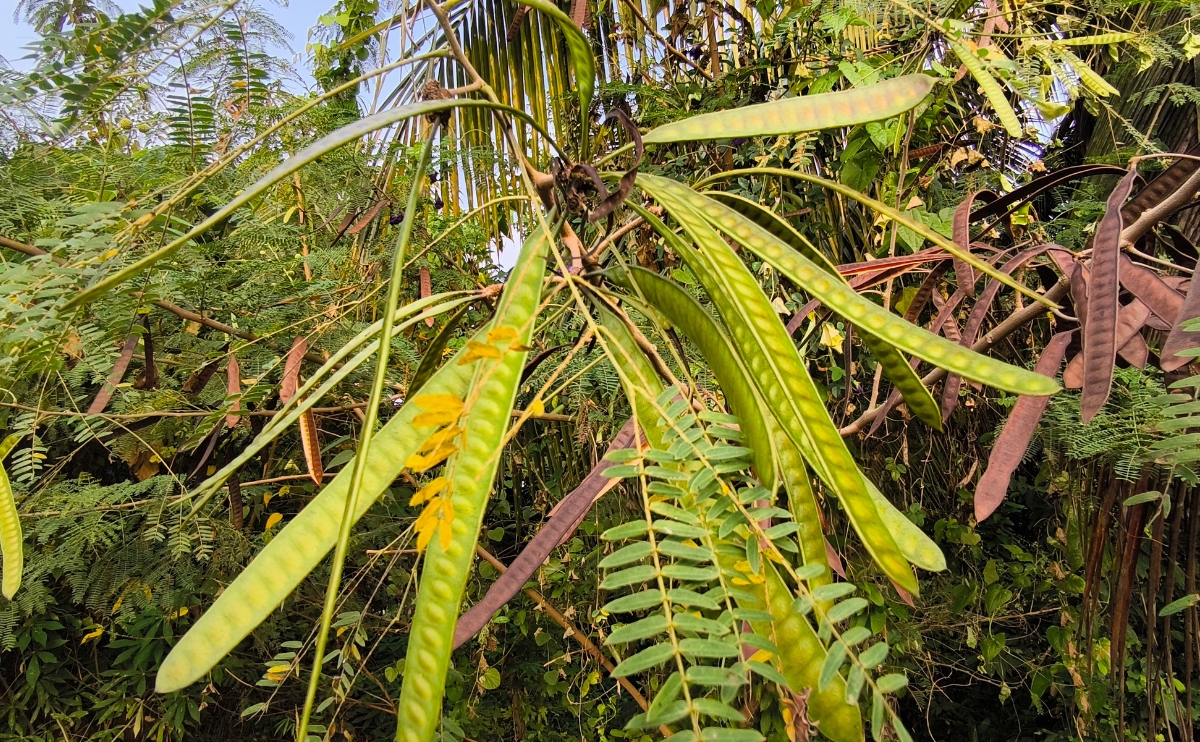 Nep Nep (Bagaruwa/ Acacia Pods)
