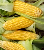 Fresh Corn (7 Pack)